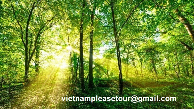 Phu Quoc tourism is not only immense beaches but also thick forest
