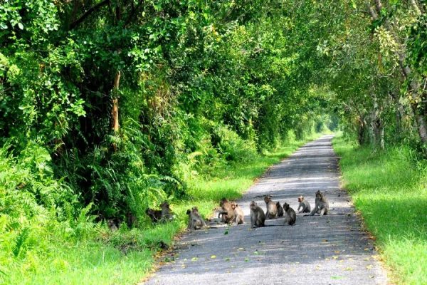 Monkeys live in Phu Quoc Nation Park