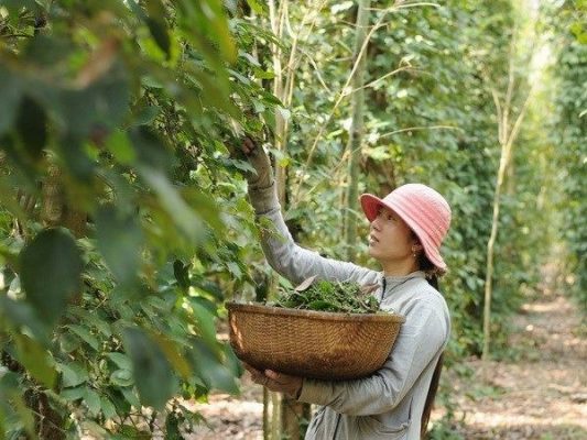 Pepper garden in Bac Dao