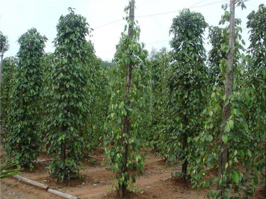 Khu Tuong Pepper Garden contributes greatly in Phu Quoc economy