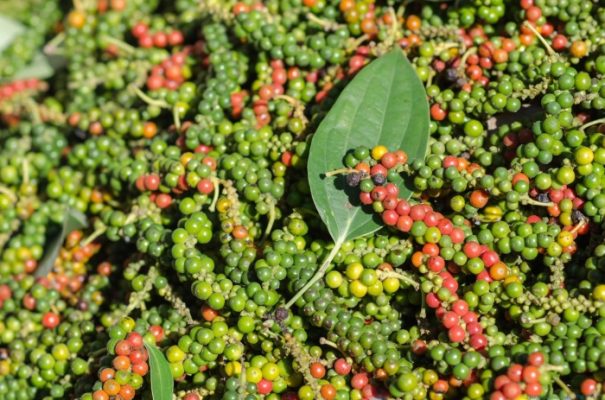 Phu Quoc pepper is famous for its peel, hard seeds, spicy and strong taste (Source: Unknown)