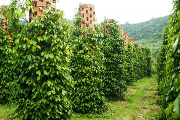 The pepper farm in Phu Quoc island looks like a green maze (Source: Unknown))