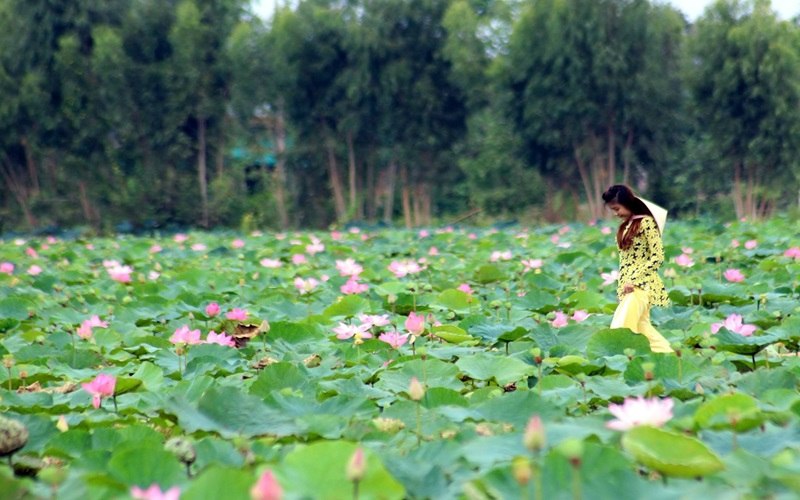 Explore the 2000 year old culture of Oc Eo from lotus ponds